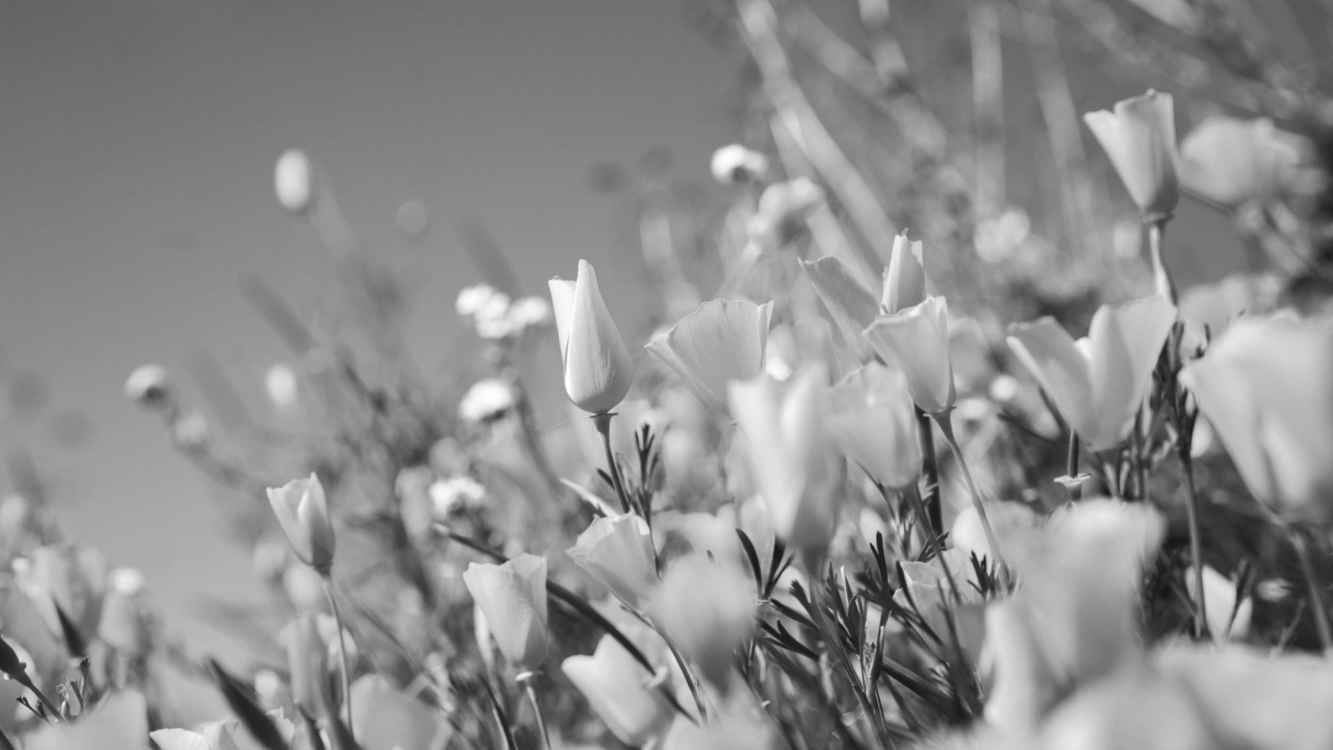 Black and white flowery background